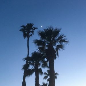 Meet your Posher, TinTrees